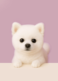 Fluffy White Pomeranian | Soft Pink#4