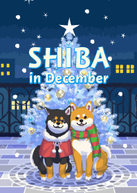 12月の柴犬