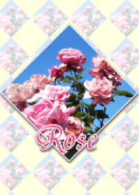 Rose / pinky flower