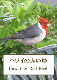 ハワイの赤い鳥