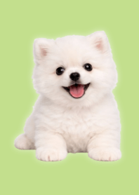 Tema Boneka Pomeranian Putih Green 04