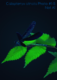 Calopteryx atrata Photo#1-5Not AI