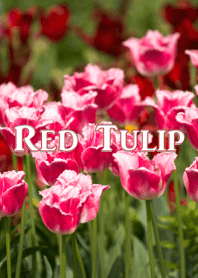 Red tulip ver.2