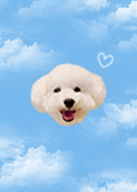 Cute White Toy Poodle Theme  2
