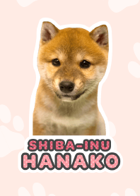 Shiba Inu Hanako*a32*