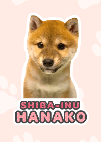 Shiba Inu Hanako [PhotoTheme*a32*]