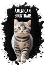 Cute American Shorthair So Cool Theme