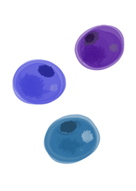Blueberry berry