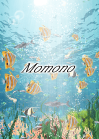 Momono Coral & tropical fish