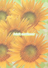 Adult sunflower