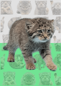 嬰兒曼努爾貓 白綠色