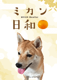 ミカン日和