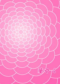 華々 4