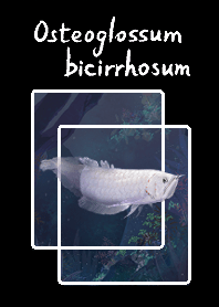 ปลาอะโรวานาเงิน,silver arowana(albino)
