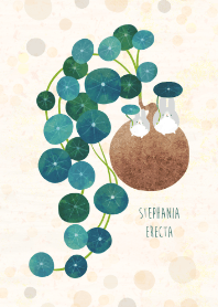 Plants -Stephania erecta-