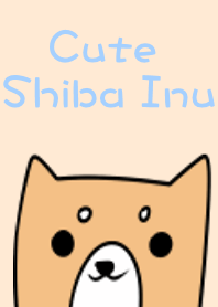 Cute Shiba Inu