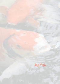 Koi fish Theme 2