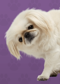 ธีมปักกิ่งสีขาว Purple 05