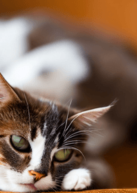 Cats run wild #DCNN21.