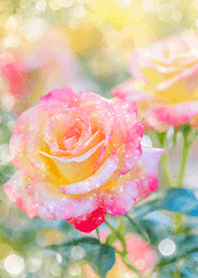 Beautiful rose flower(R1520)