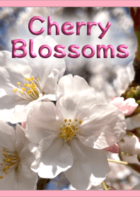 ธีมดอกซากุระ (สีชมพู)