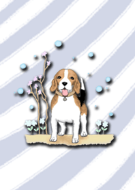 Aomyim beagle