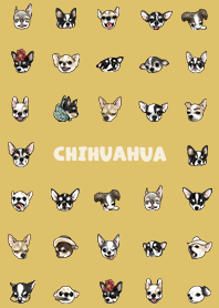chihuahua2 - mustard