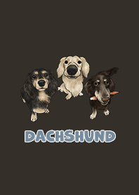 dachshund5 - chocolate