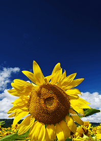 Blooming Sunflowers