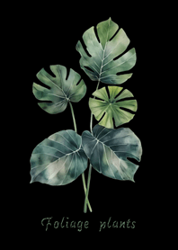 พืชใบที่สง่างาม(สีดำล้วน)