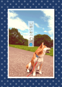 しばいぬハナコのきせかえ 9【柴犬写真】