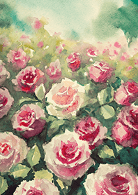 Beautiful rose flower(R4381)