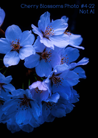 CherryBlossoms Photo#4-22Not AI