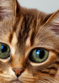 Nyanko Great Runaway#BXWS57.