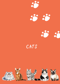 carefree cat on red & yellow