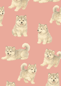 Alaskan Malamute puppy2 p & b