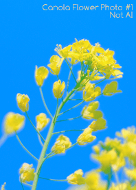 Canola Flower Photo #1-13 NotAI