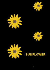Summer sun flower