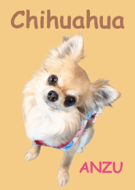チワワのANZU