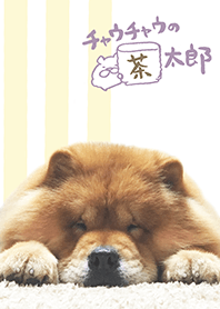 My chowchow dog, Chataro.
