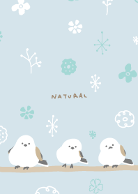 Long-tailed Tit winter pattern28 Japan