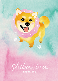 赤柴犬肥 Shiba Inu Bui 1