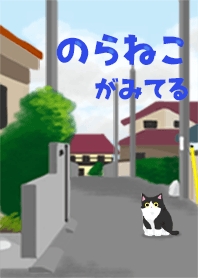A stray cat is seeing