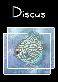 discus for JP