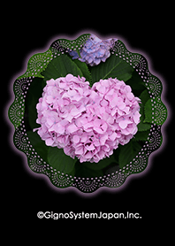 Hydrangea of Heart