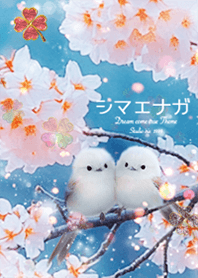 シマエナガと桜✨運気上昇⤴︎