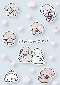 blue Toy Poodle Sakura Viewing 05_2