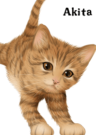 ธีมไลน์ Akita Cute Tiger cat kitten